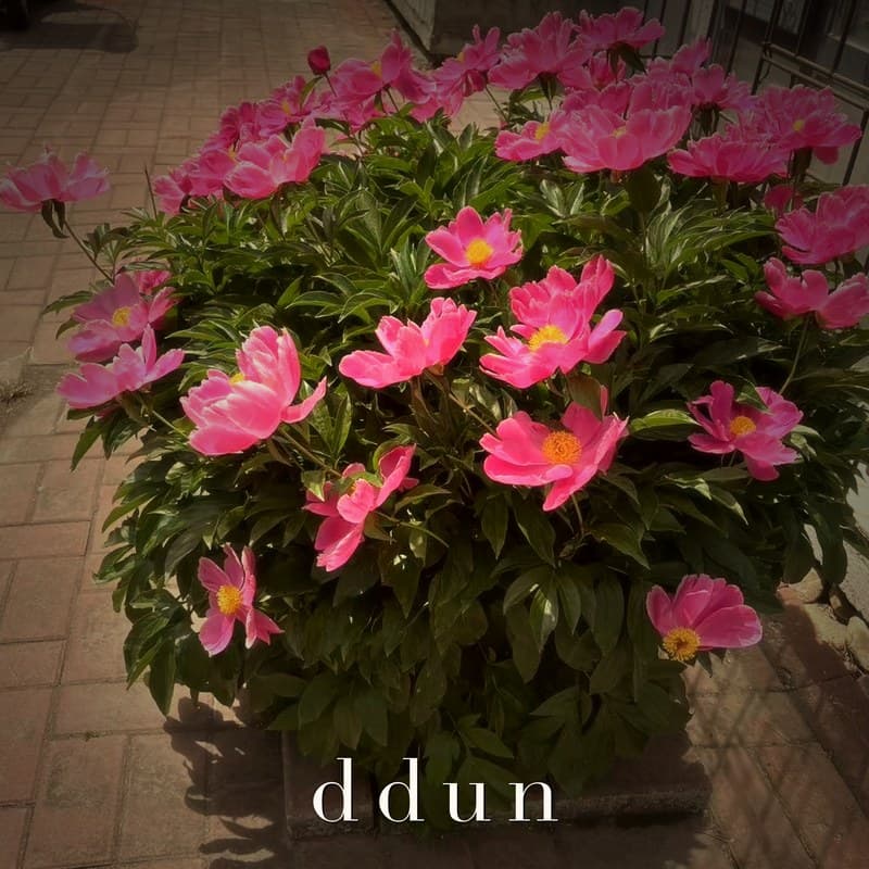 Morning Light cover art